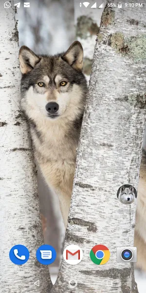 Free Wolf Wallpapers HD Screenshot 2