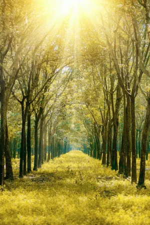 Nature Wallpaper Screenshot 3