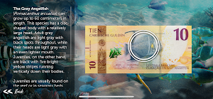 My Caribbean Guilder Screenshot 1