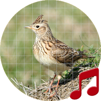 Skylark Bird Sounds ~ Sboard.pro