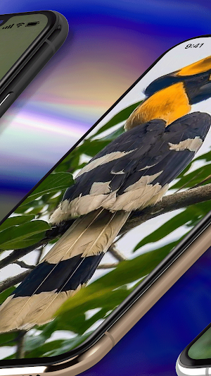 Toucan Wallpaper 4K Screenshot 2