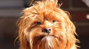 Cavapoo Dog Wallpapers Screenshot 0