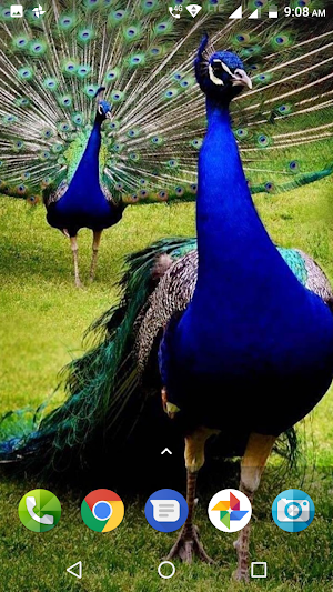 Peacock Wallpaper Screenshot 2