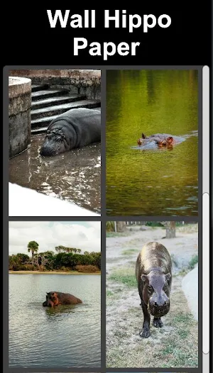 Wall Hippo Paper Screenshot 3