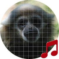 Gibbon monkey sounds ~ Sboard.pro