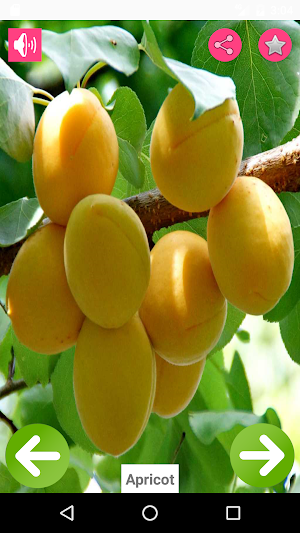 Fruits Name with Pictures Screenshot 0