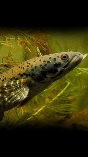 Channa Fish Wallpaper Screenshot 2