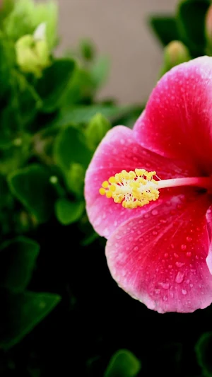 Hibiscus Wallpapers Screenshot 2