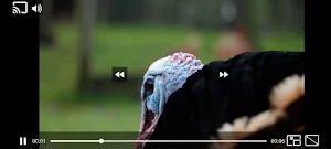 Live Mobarayat Video Player Screenshot 0