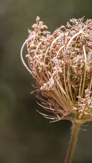 Queen Anne's Lace Wallpaper Screenshot 3