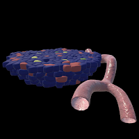 Application of DMTs for T1D