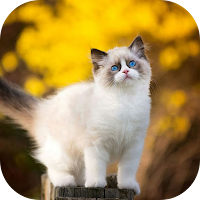10000 Cat & Kittens Wallpapers