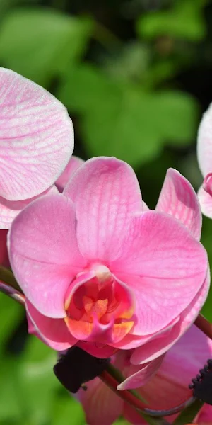 Wallpaper Anggrek Screenshot 1