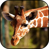 Africa wallpapers