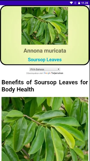 Types of Leaves for Health Screenshot 3
