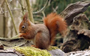 Squirrel Wallpapers Screenshot 0