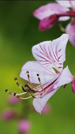 Dictamnus Wallpapers Screenshot 3