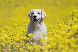 Golden retriever wallpapers Screenshot 2