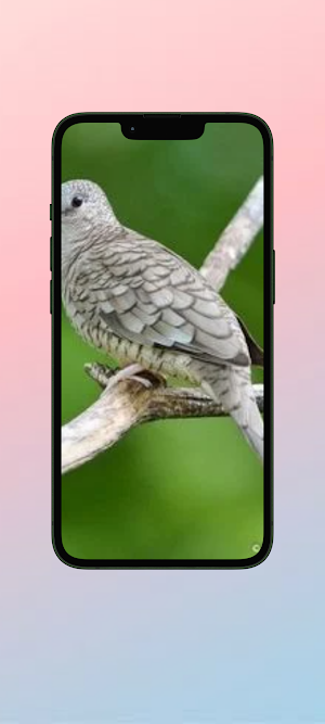 Perkutut WalL Screenshot 3