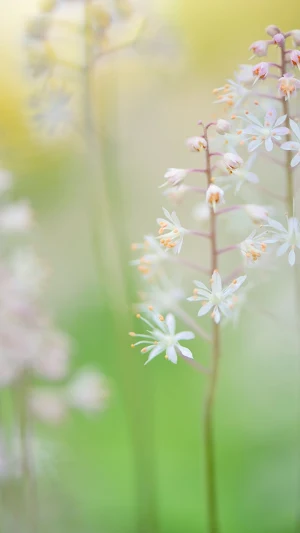 Foamflower Wallpaper Screenshot 2