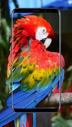 Parrot Wallpaper Screenshot 1
