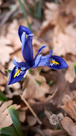 Iris Reticulata Wallpaper Screenshot 2