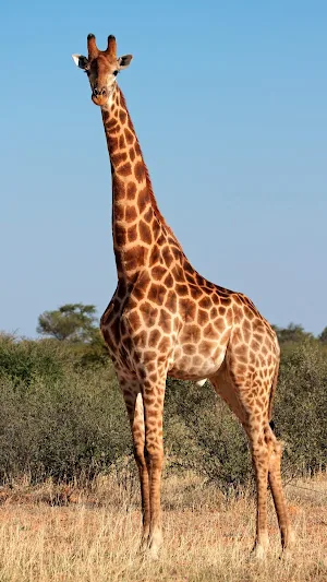 Giraffe wallpaper Screenshot 1