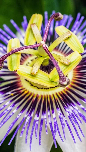 Passion Flower Wallpaper Screenshot 0