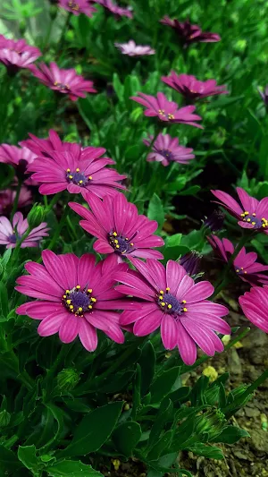 Daisy Flowers wallpapers Screenshot 1