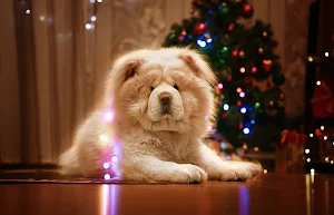 Chow Chow Wallpapers Screenshot 0