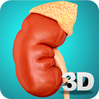 Kidney Anatomy Pro.