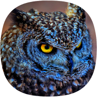 Owl Ringtones