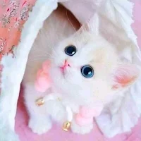 Persian Cat Wallpaper