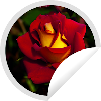 Red Roses Wallpaper