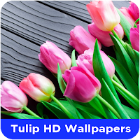Tulip HD Wallpapers