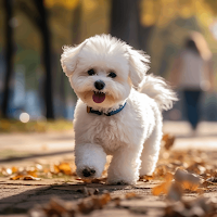 Bichon Frise Wallpapers