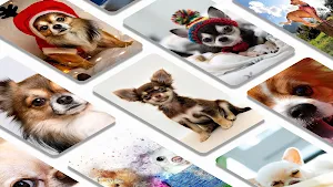 Chihuahuas dog wallpapers Screenshot 1