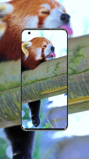 Red Panda Wallpaper Screenshot 1