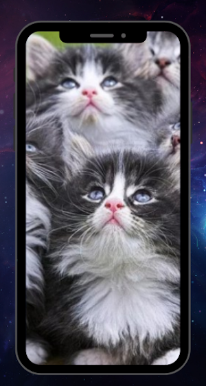 CUTE CAT WALLPAPER Screenshot 3
