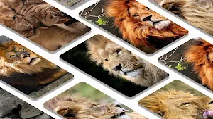 Lion wallpaper background Screenshot 1