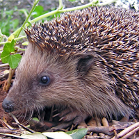 Hedgehog And Hedge Hog Sounds