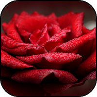 Red wallpapers