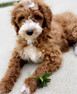 Poodle Dog Wallpapers Screenshot 2