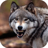 Wolf Wallpaper HD: Backgrounds