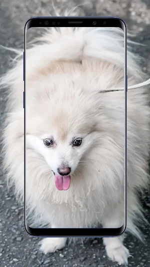Pomeranian Dogs Wallpaper Screenshot 0