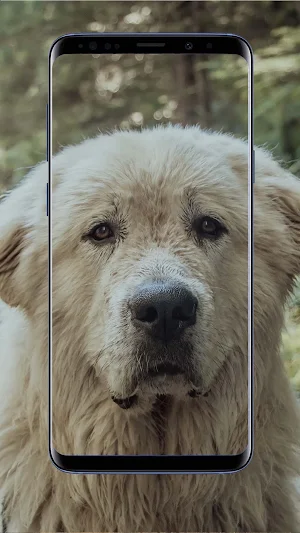 Golden Retriever Wallpapers Screenshot 3
