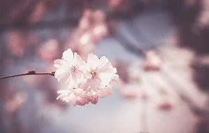 Spring wallpapers Screenshot 2