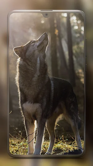 Animal Wallpapers HD Screenshot 3