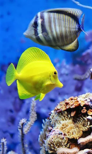Aquarium Video Wallpaper Screenshot 2