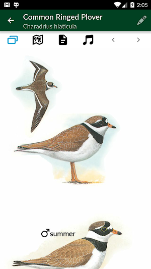 Birds of Europe & Palearctic Screenshot 3